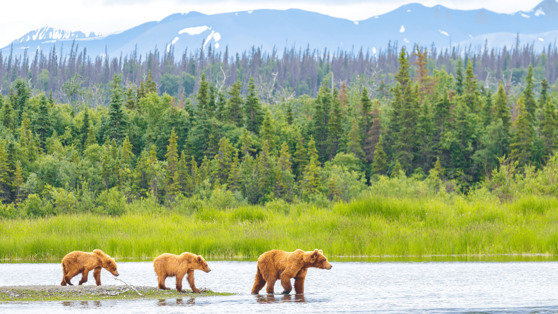 Three bears walking together in shallow water, illustrating their interaction with the environment and each other.