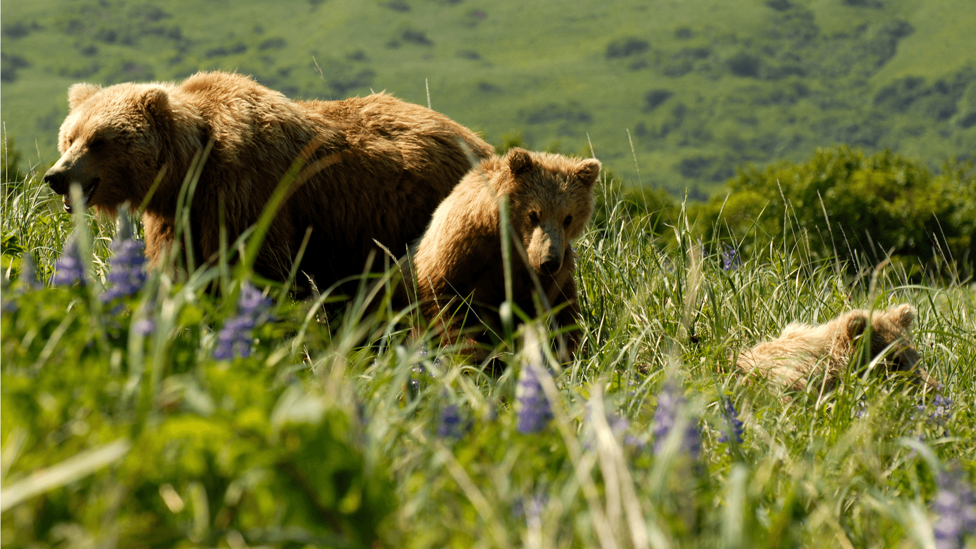 Mama bear and two bear cubs in a grassy field