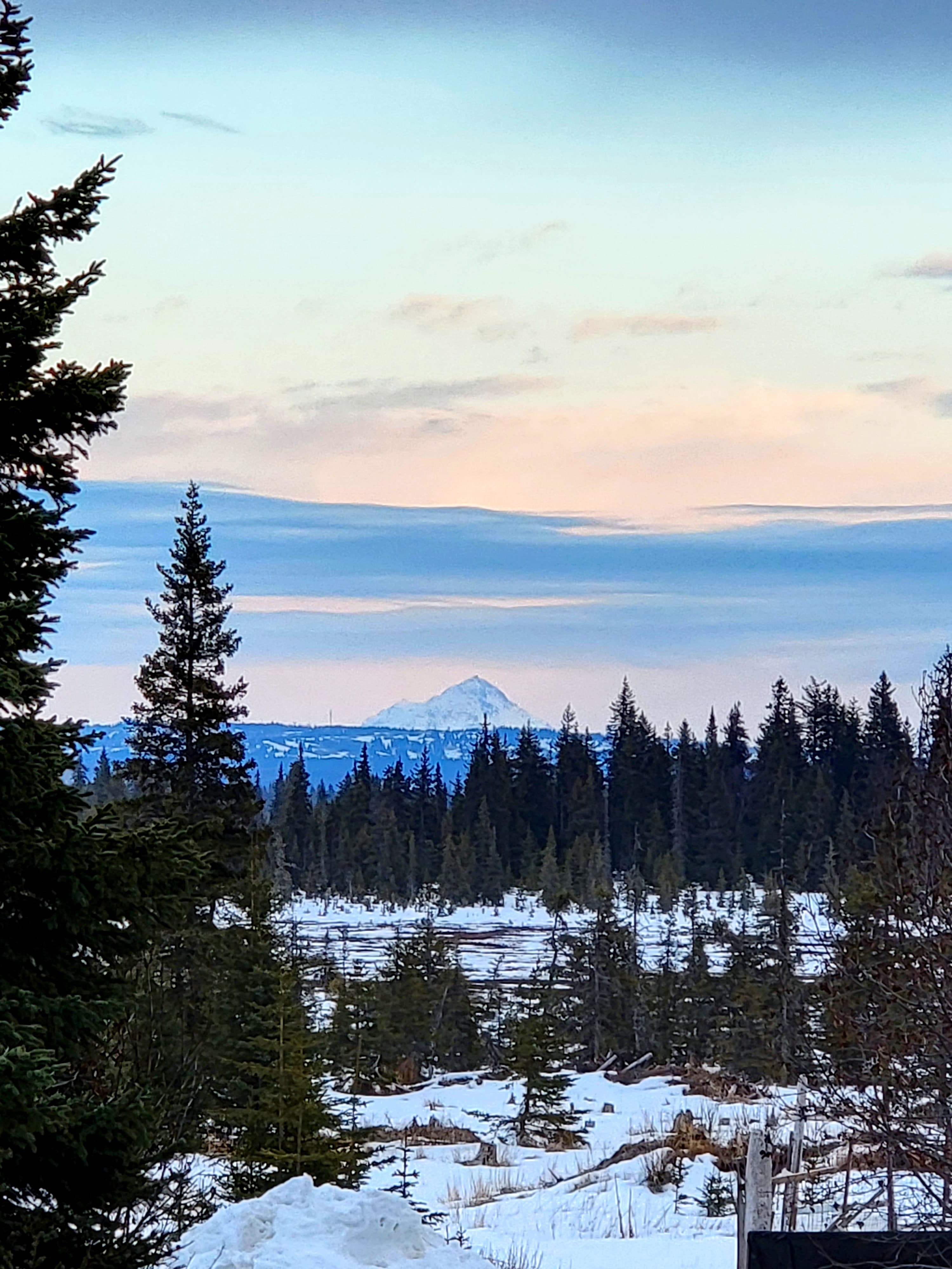 A snowy landscape with evergreen trees and a distant mountain peak under a pastel sky.
