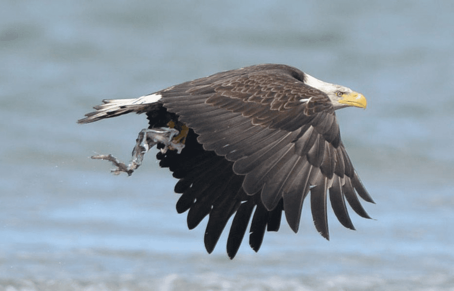 A bald eagle in flight with its talons grasping a fish.
