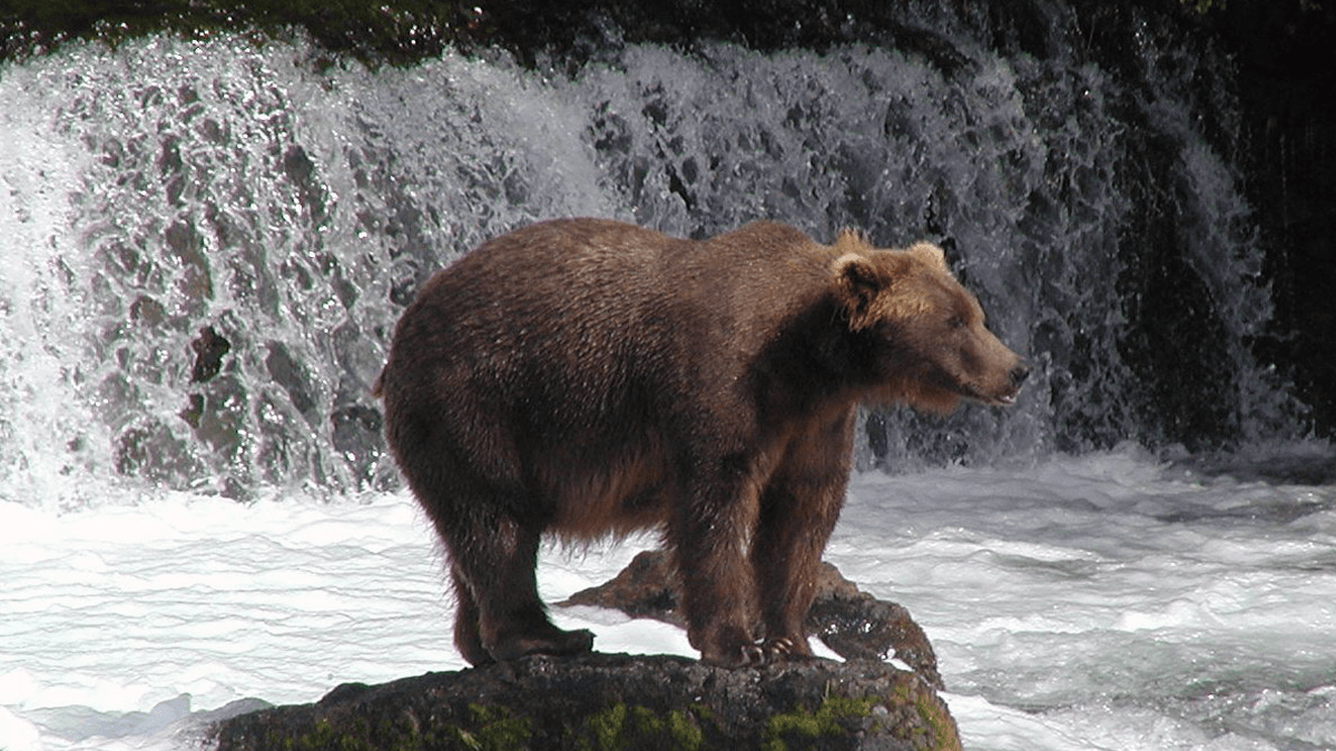 A bear stands on a large rock in the middle of a river with a waterfall in the background