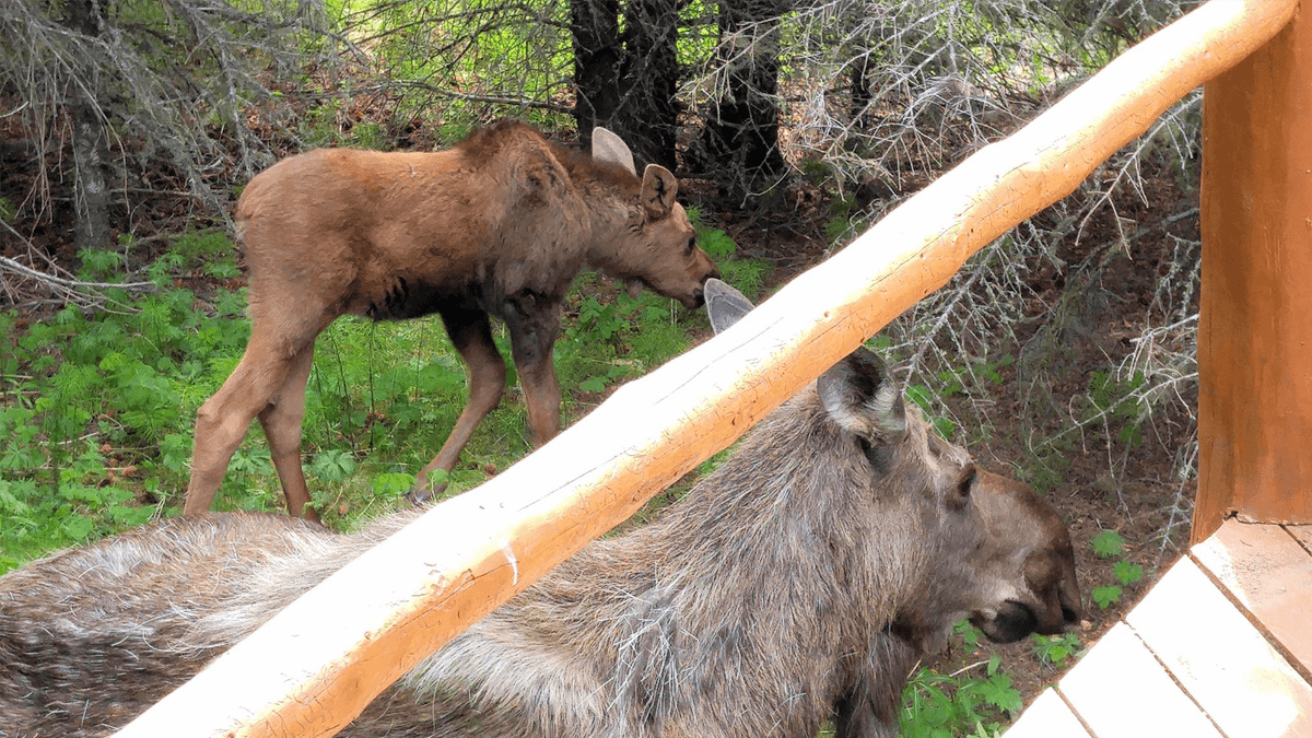 A young moose and an adult moose are seen grazing near a wooden railing in a forested area.