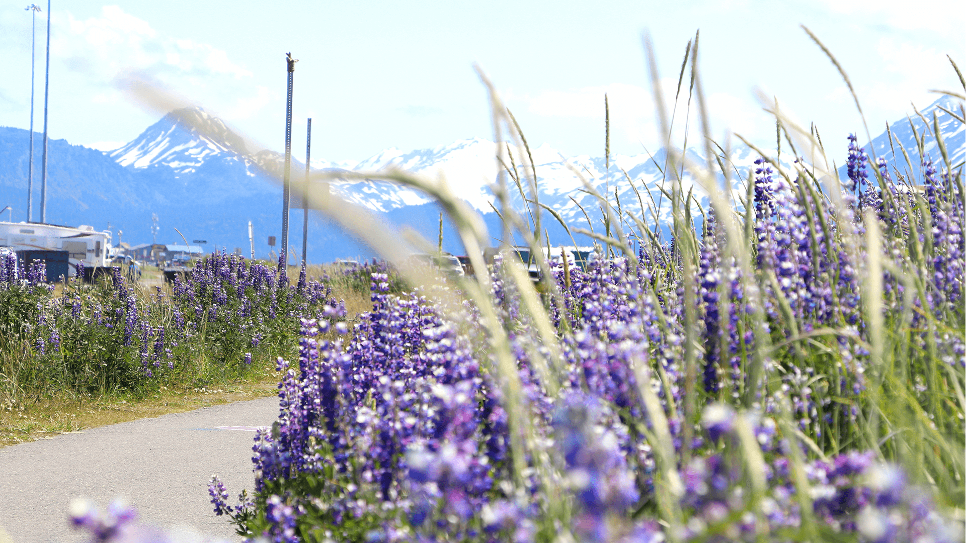 A vibrant field of purple flowers in front of snow-capped mountains under a blue sky.
