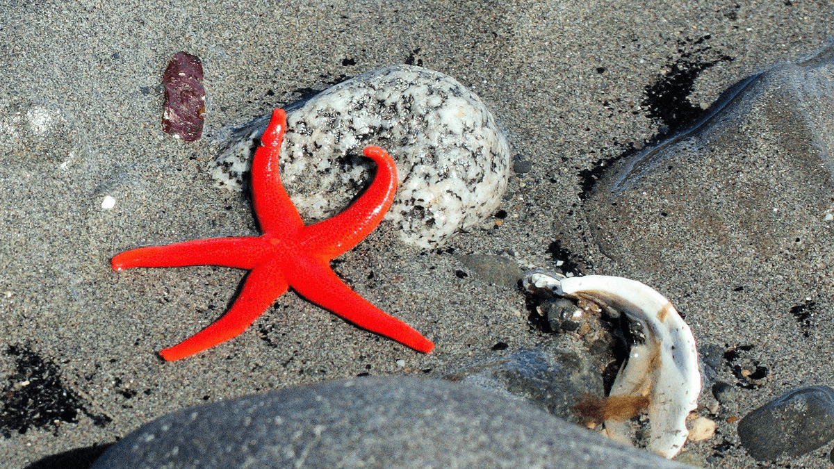 A bright red starfish on a sandy beach surrounded by pebbles and shells.