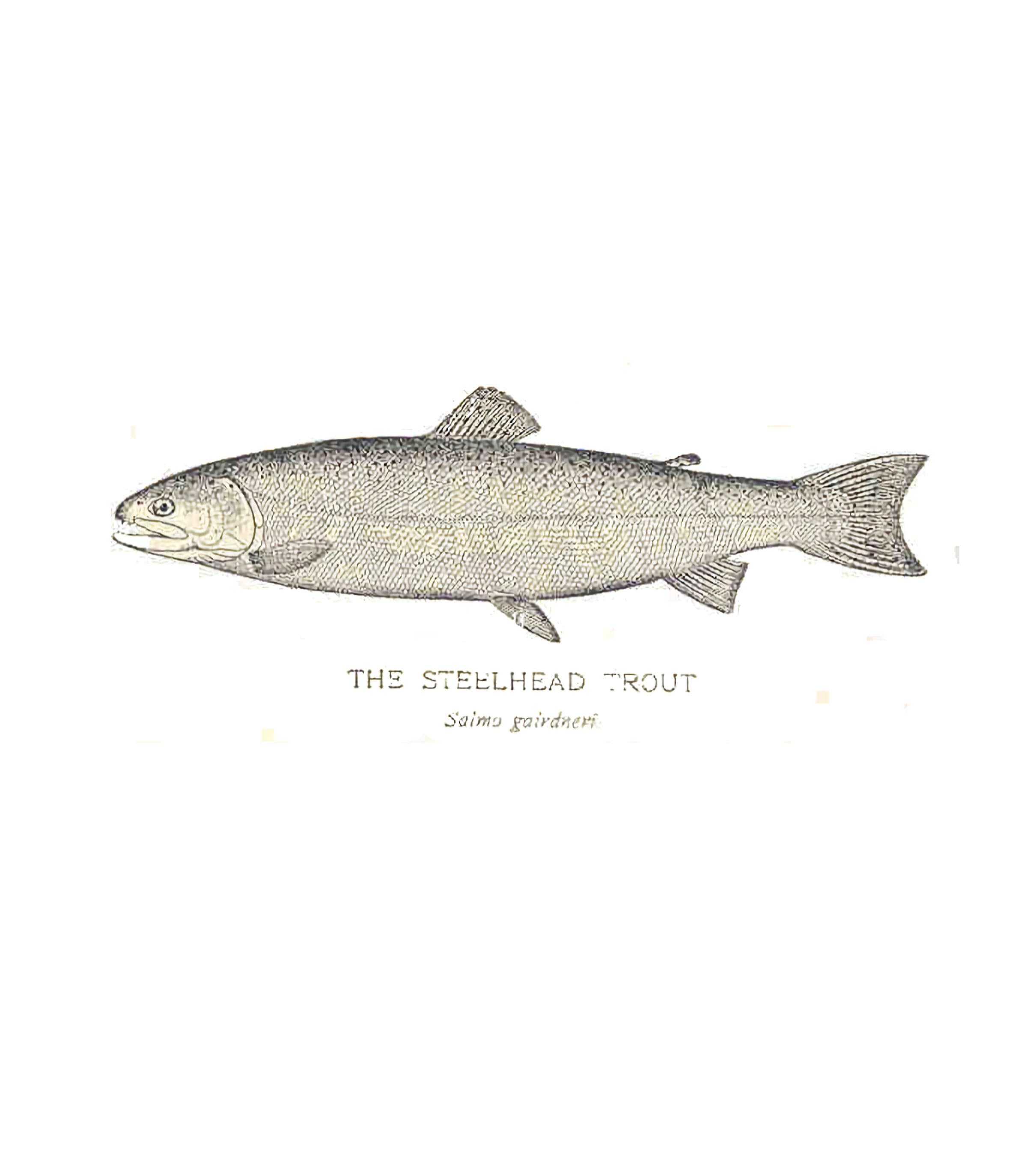 Illustration of a Steelhead Trout, labeled with its scientific name Salmo gairdneri.