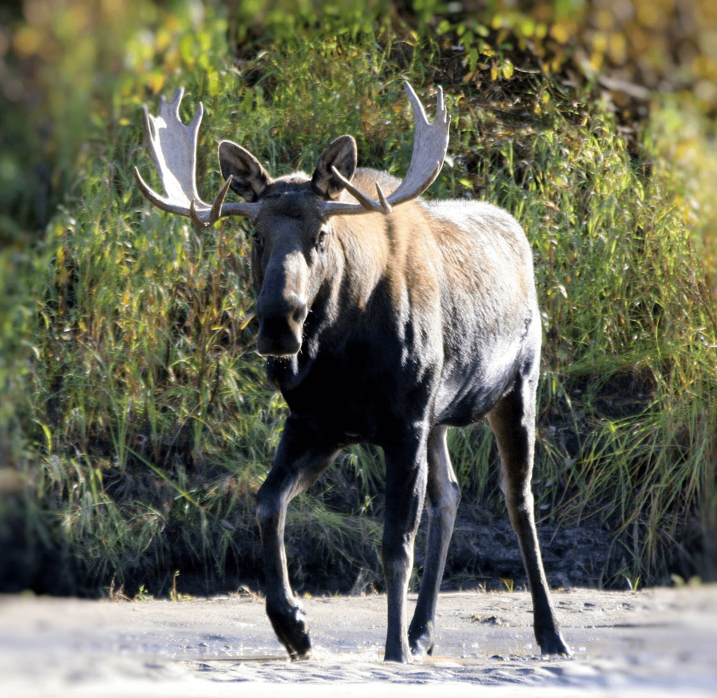 A moose walking through a scenic area with greenery in the background.