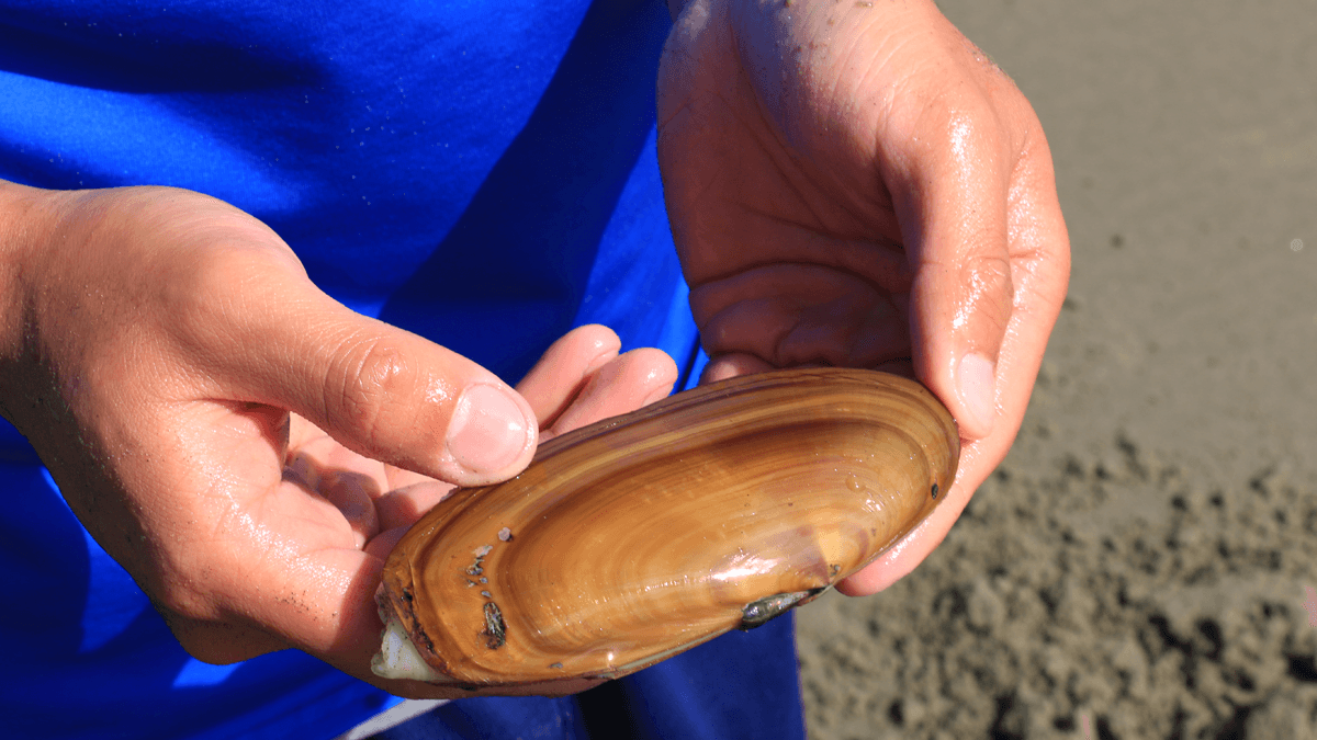 Close up image of a large razor clam held by two hands