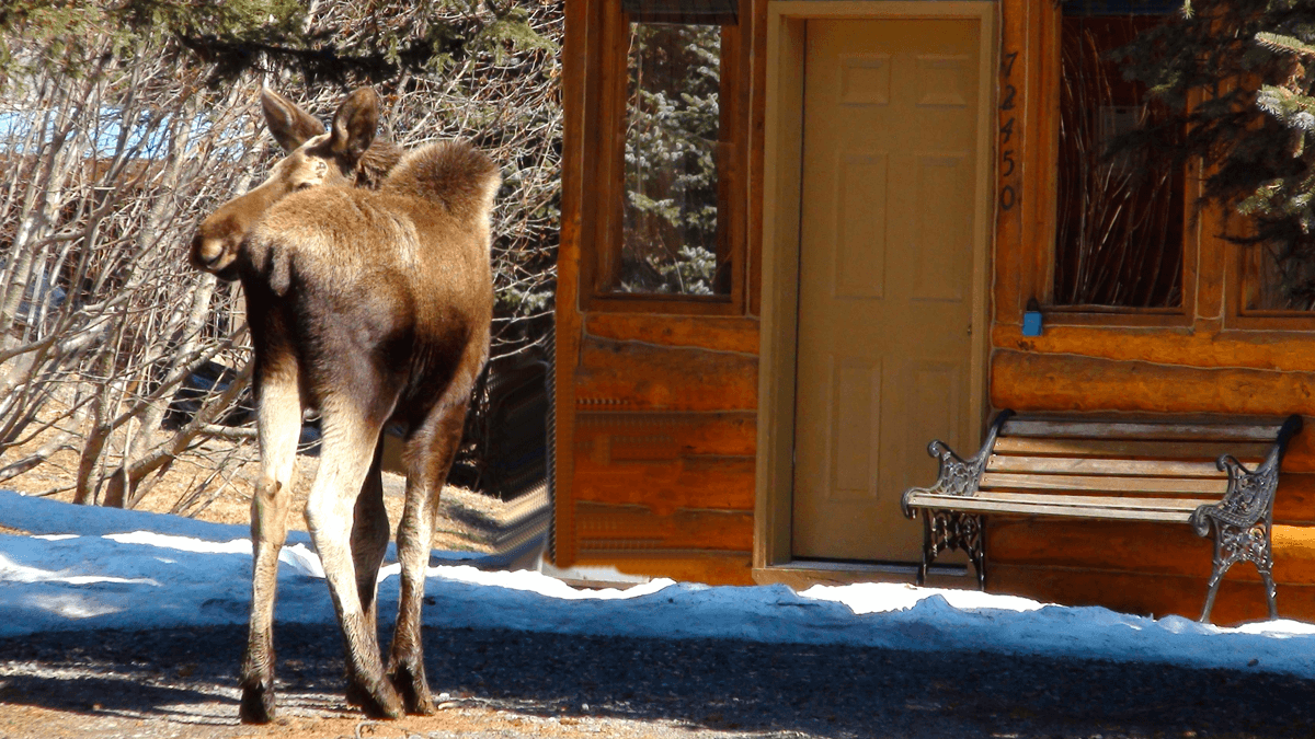 A moose stands in front of a wooden cabin with a bench and door visible.