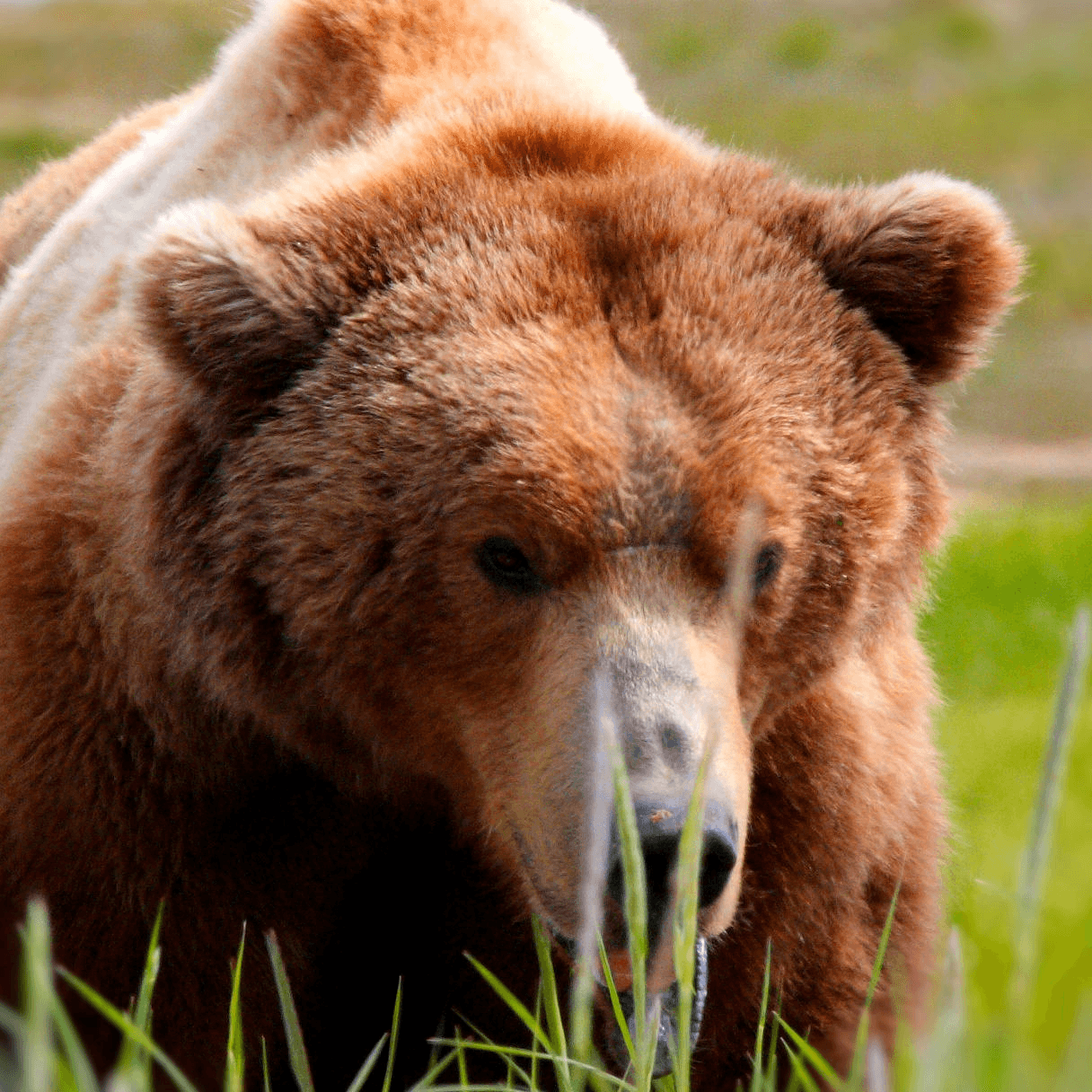 A close-up of a brown bear foraging among tall grass.