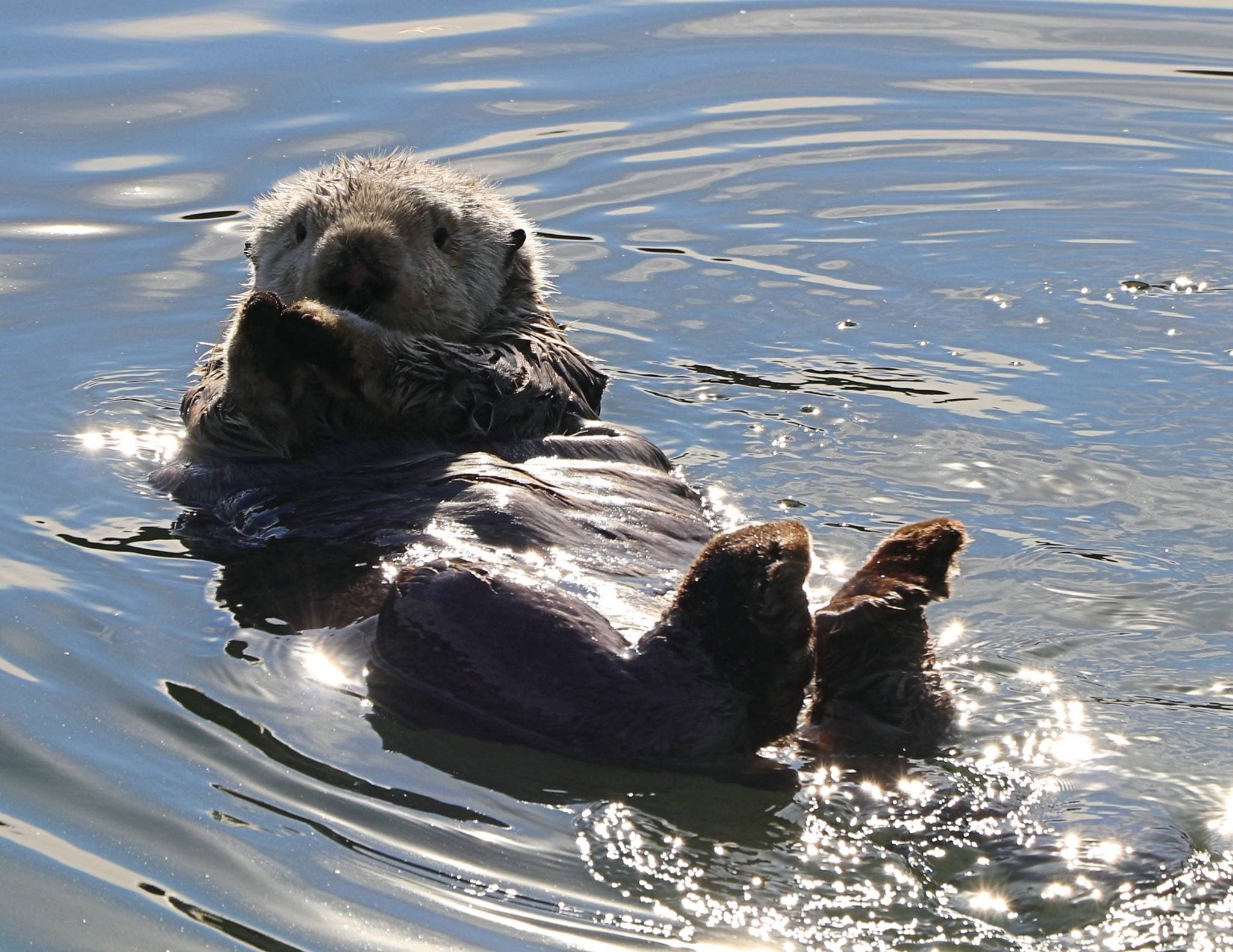 A sea otter floats on its back in shimmering water.