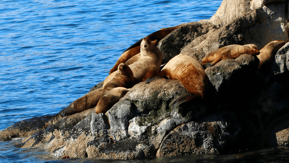 A group of sea lions lounging on rocky outcrops by the water.