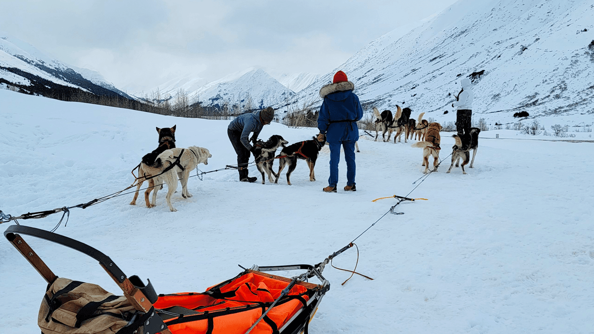 A man guides a sled pulled by dogs, highlighting a winter adventure in a snowy environment.