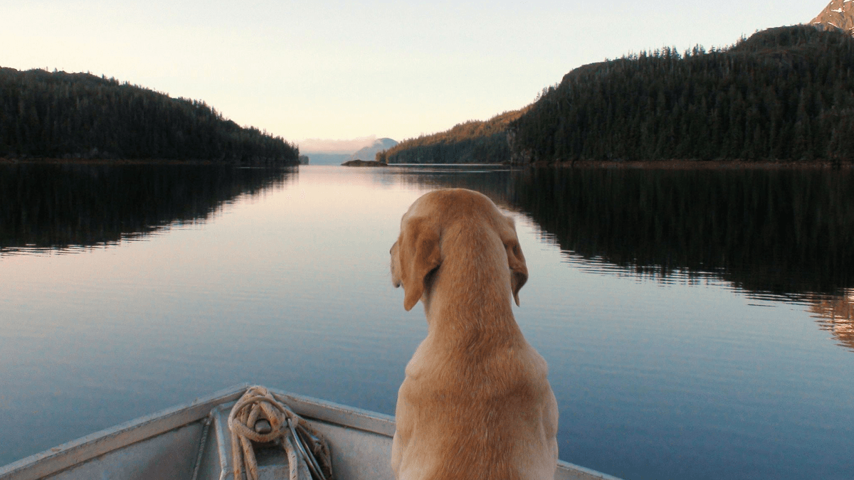 A dog sits in a boat, gazing out over a still lake surrounded by forested hills.