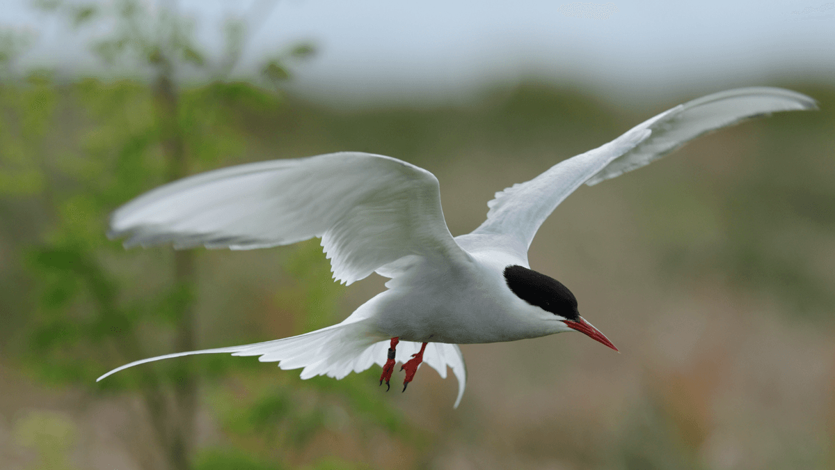 A white bird with a black cap and red beak glides gracefully through the air.