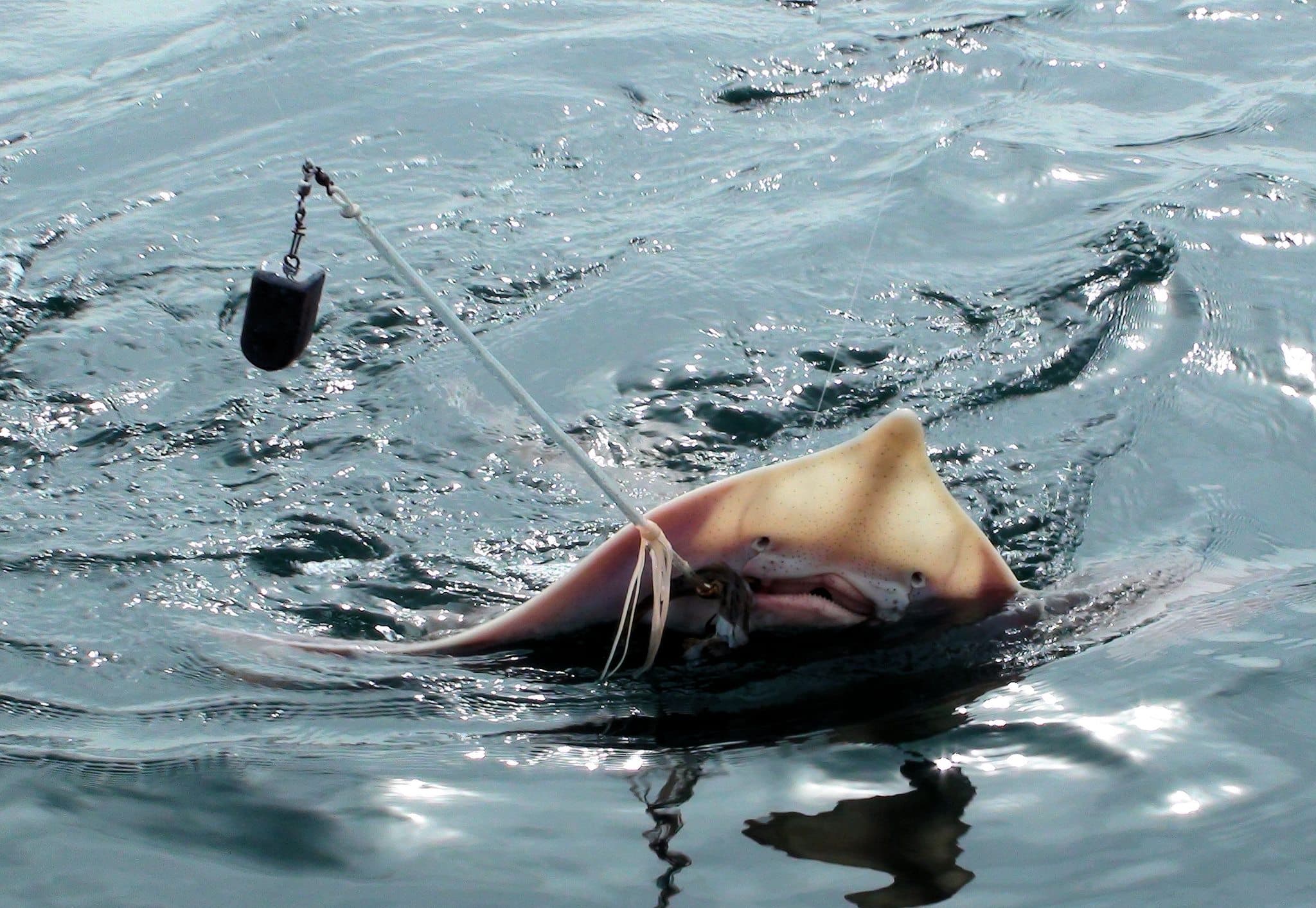 A ray with a fishing hook is surfacing in the water.